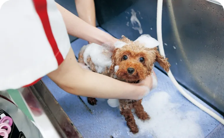 ワンちゃんシャンプー体験